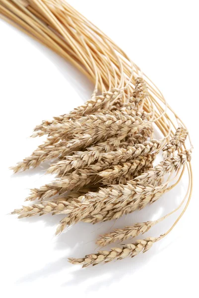 Ear and grain of the wheat — Stock Photo, Image