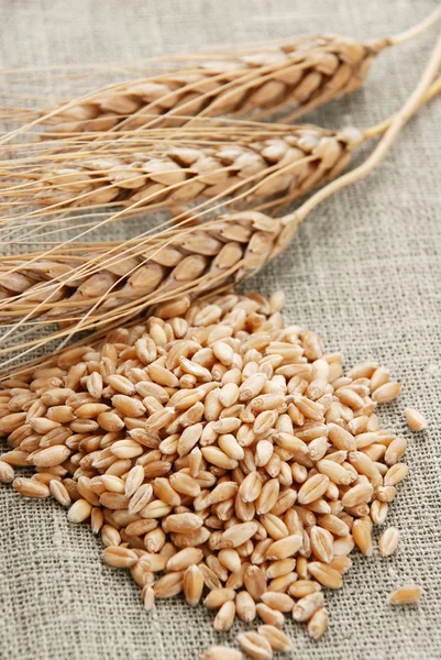 Ear and grain of the wheat — Stock Photo, Image