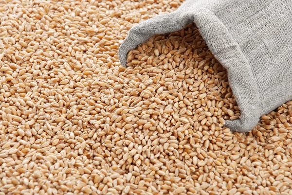 El trigo y la bolsa esparcida con el grano — Foto de Stock