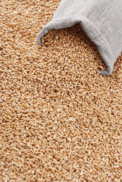 El trigo y la bolsa esparcida con el grano — Foto de Stock
