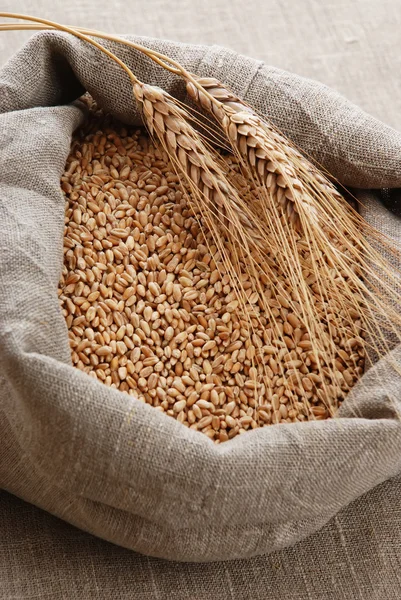 Grano e il sacchetto sparso con un grano — Foto Stock