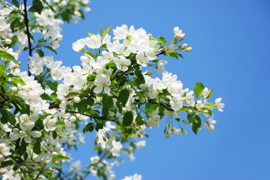 Çiçek açan elma ağacı