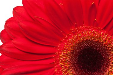 gerbera çiçek