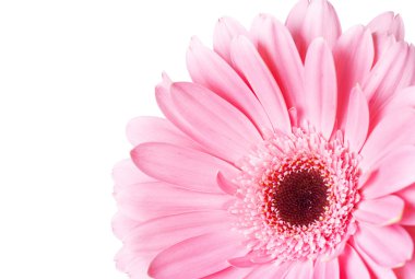 gerbera çiçek