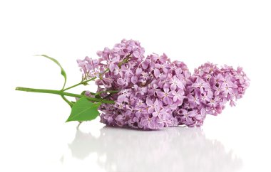 Bir leylak çiçeği