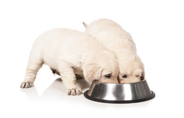 golden retriever yavru