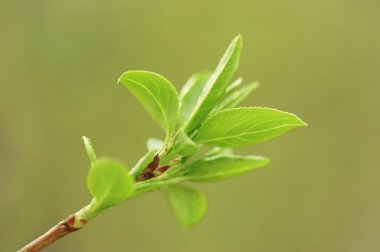 Şube ile genç yeşil yapraklar