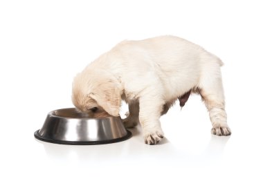 golden retriever yavru