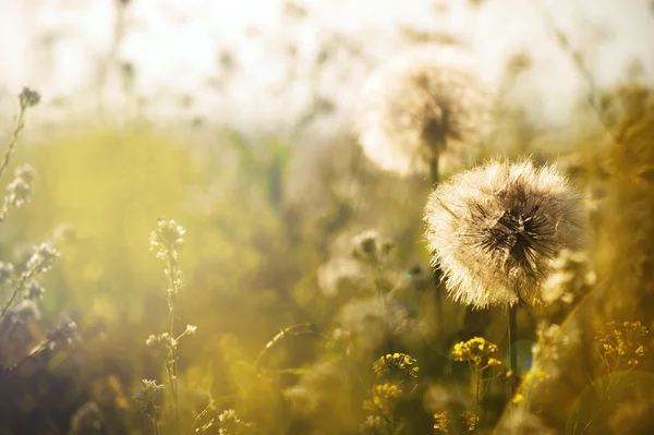 Autumn sunny day — Stock Photo, Image