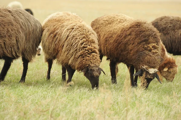 Sheeps in a meadow — Stock Photo, Image