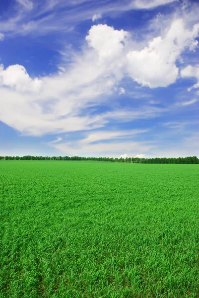 Grasachtig veld — Stockfoto