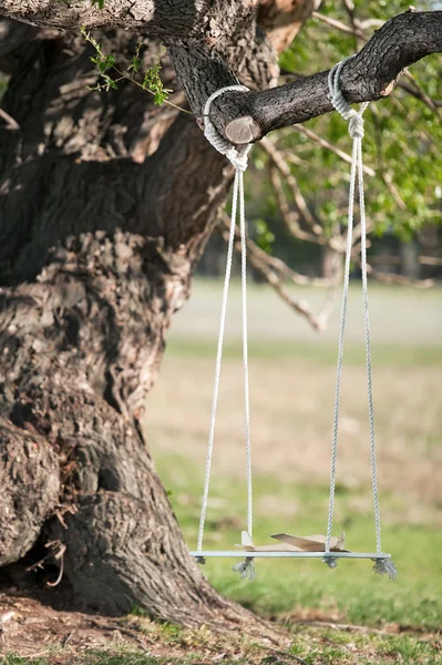 Swing op een boom — Stockfoto