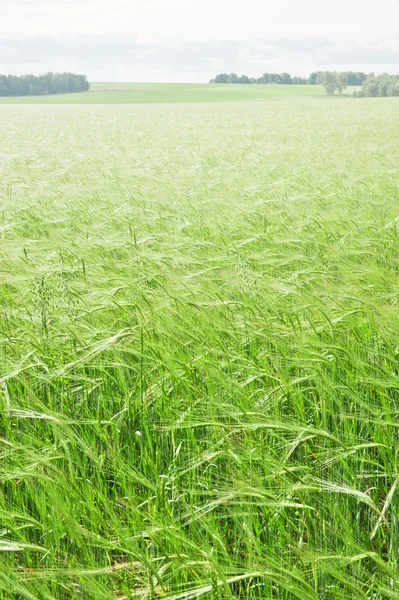 Field with green wheat — Stock Photo, Image