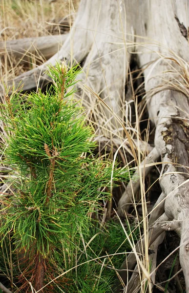 Old stump — Stock Photo, Image