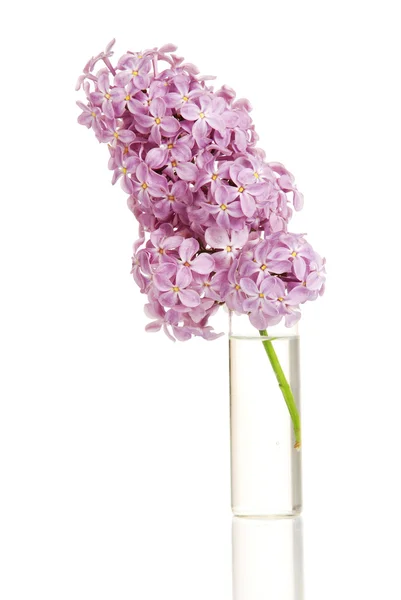 Lila bloemen — Stockfoto