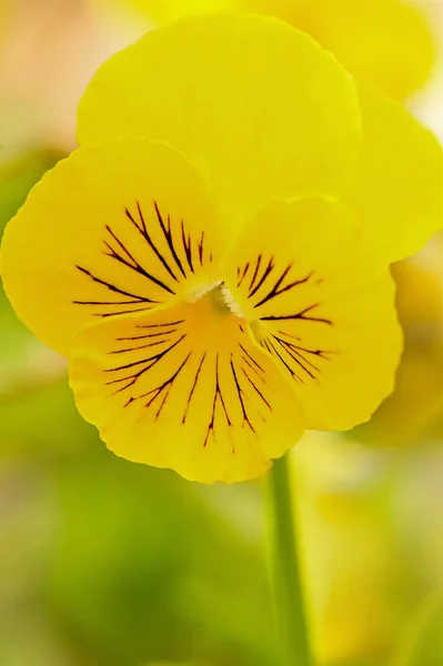 Pansy... — Fotografia de Stock