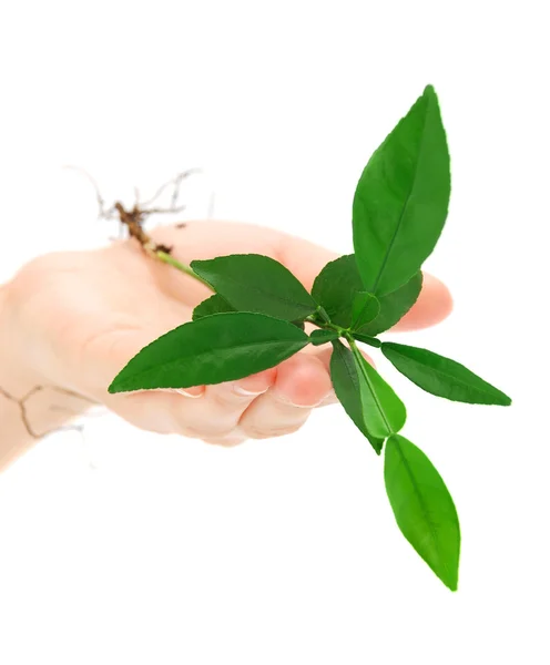 Plant in hand — Stock Photo, Image