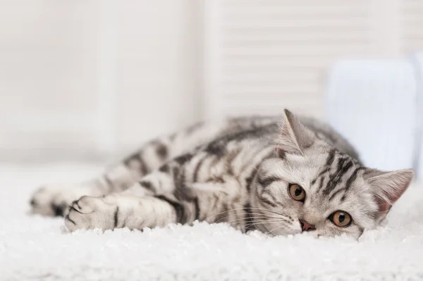 Gato de tabby en la alfombra blanca — Foto de Stock