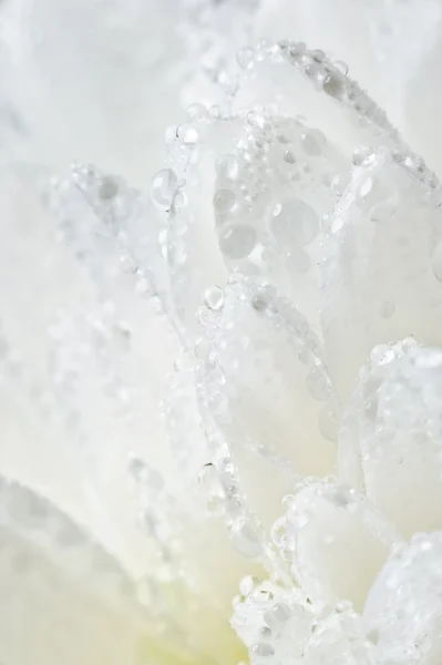 Chrysanthemum in drops — Stock Photo, Image