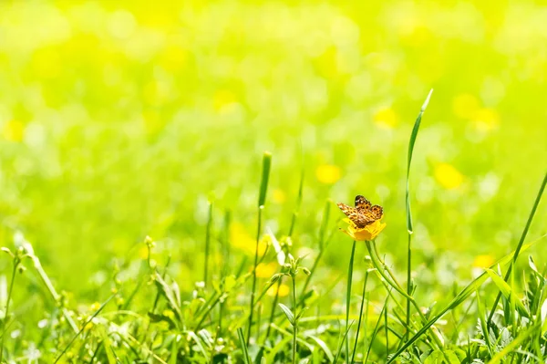 Sommerfugl oven på en blomst - Stock-foto