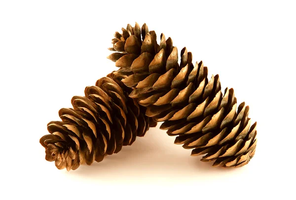 Pine cone — Stock Photo, Image