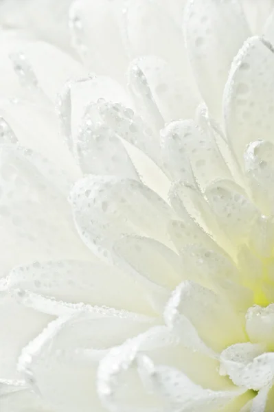 Хризантема в каплях — стоковое фото