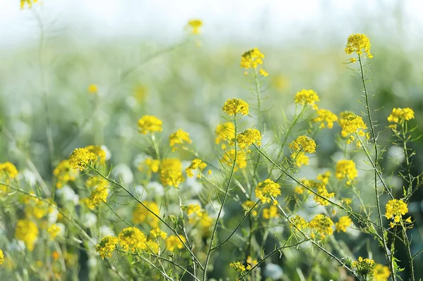 Feldgras an sonnigen Sommertagen — Stockfoto