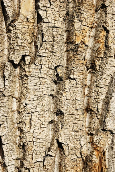 Bark of tree — Stock Photo, Image