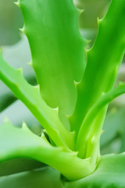 Leaves of the Aloe — Stock Photo, Image