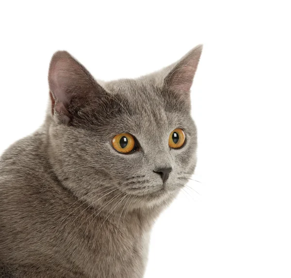 Schöne graue Katze — Stockfoto