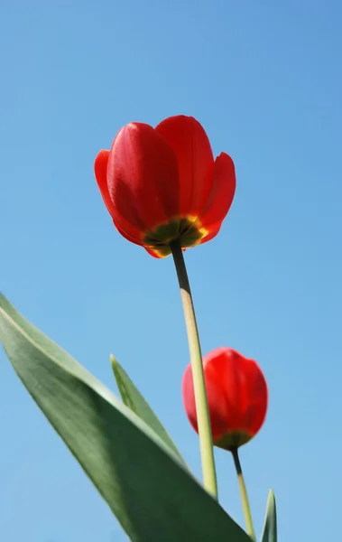 Kırmızı lale — Stok fotoğraf