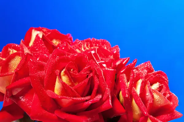 Bouquet of red roses with drops of dew — Stock Photo, Image