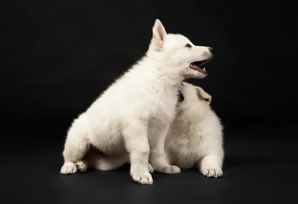 Beyaz koyun köpek yavruları — Stok fotoğraf