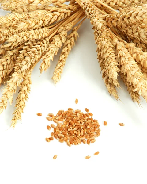 Ear and grain of the wheat — Stock Photo, Image