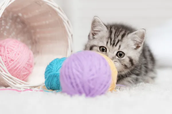 Niedliche Katze — Stockfoto