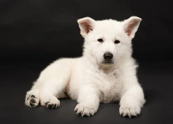 Welpe des weißen Schäferhundes — Stockfoto