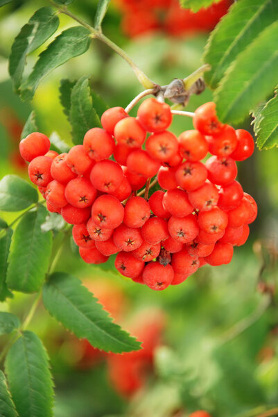 Branch of a ripe red guelder-rose