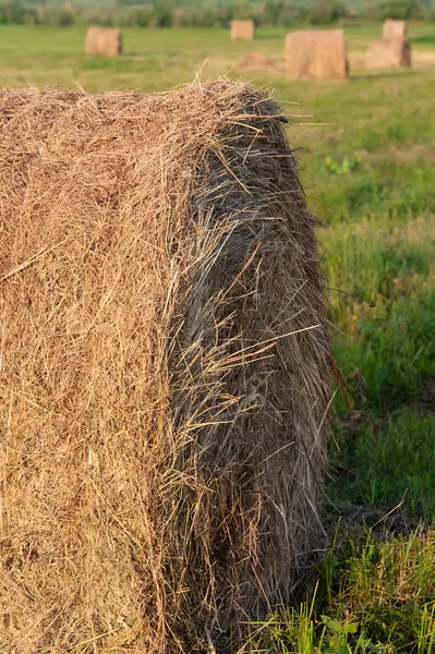 Oblique field — Stock Photo, Image