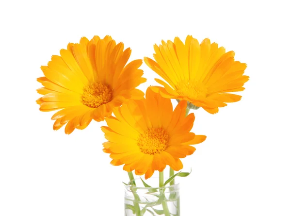 Calendula flowers — Stock Photo, Image