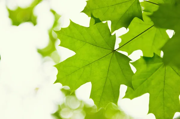 Folhas verdes de um bordo — Fotografia de Stock