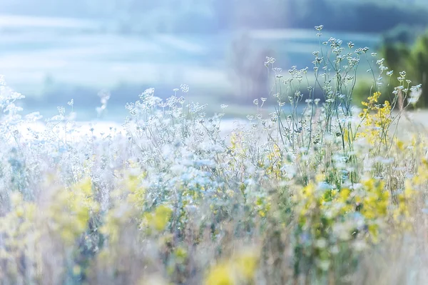 Erba campo — Foto Stock