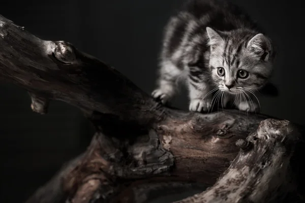 Kätzchen auf Treibholz — Stockfoto