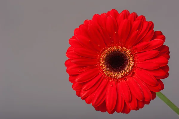 Gerbera flower — Stock Photo, Image