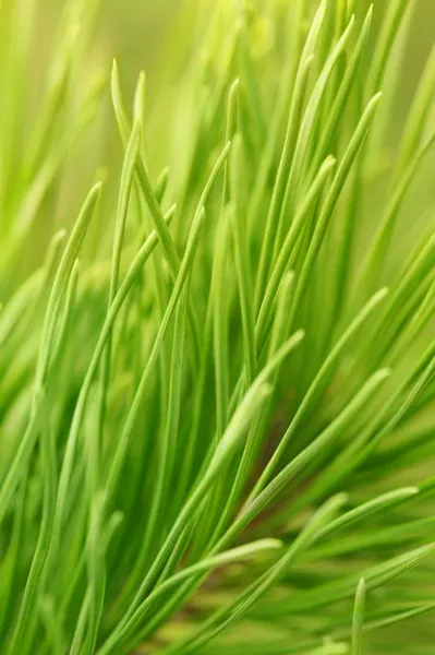 Pine branch — Stock Photo, Image