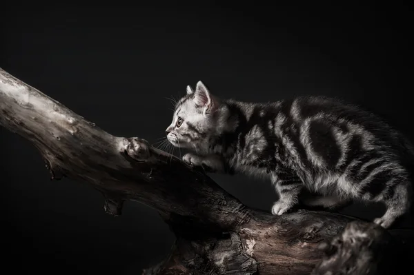 Kitten on driftwood — Stock Photo, Image