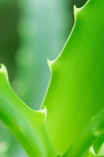 Folhas do Aloe — Fotografia de Stock