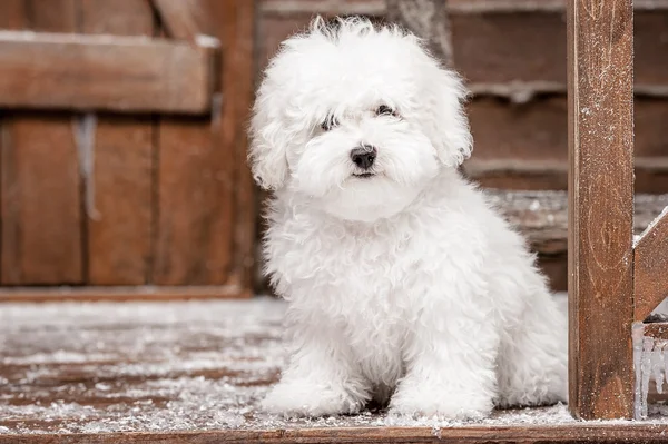 Weißer Hund — Stockfoto