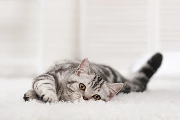 Tabby cat on the white carpet — Stock Photo, Image