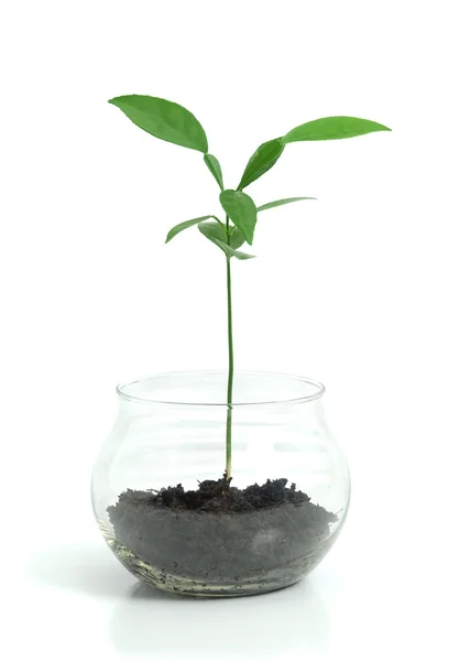 Plant in glass pot — Stock Photo, Image