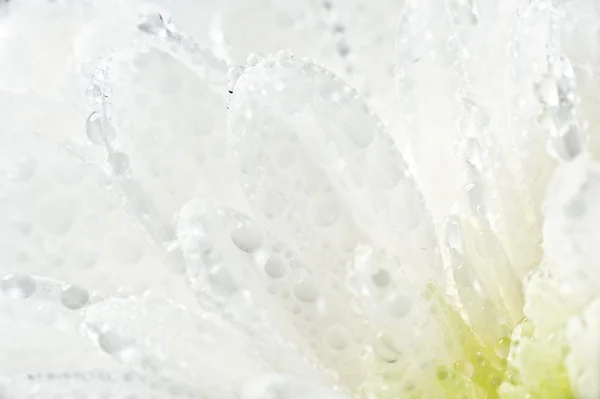 Chrysanthemum in drops — Stock Photo, Image
